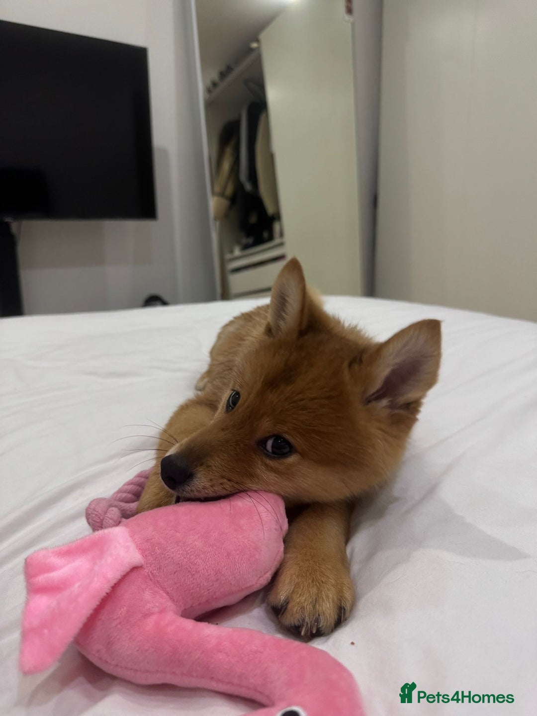 Mixed Breed dogs for sale: Beautiful 7 month old Pomshi hybrid  - Image 21