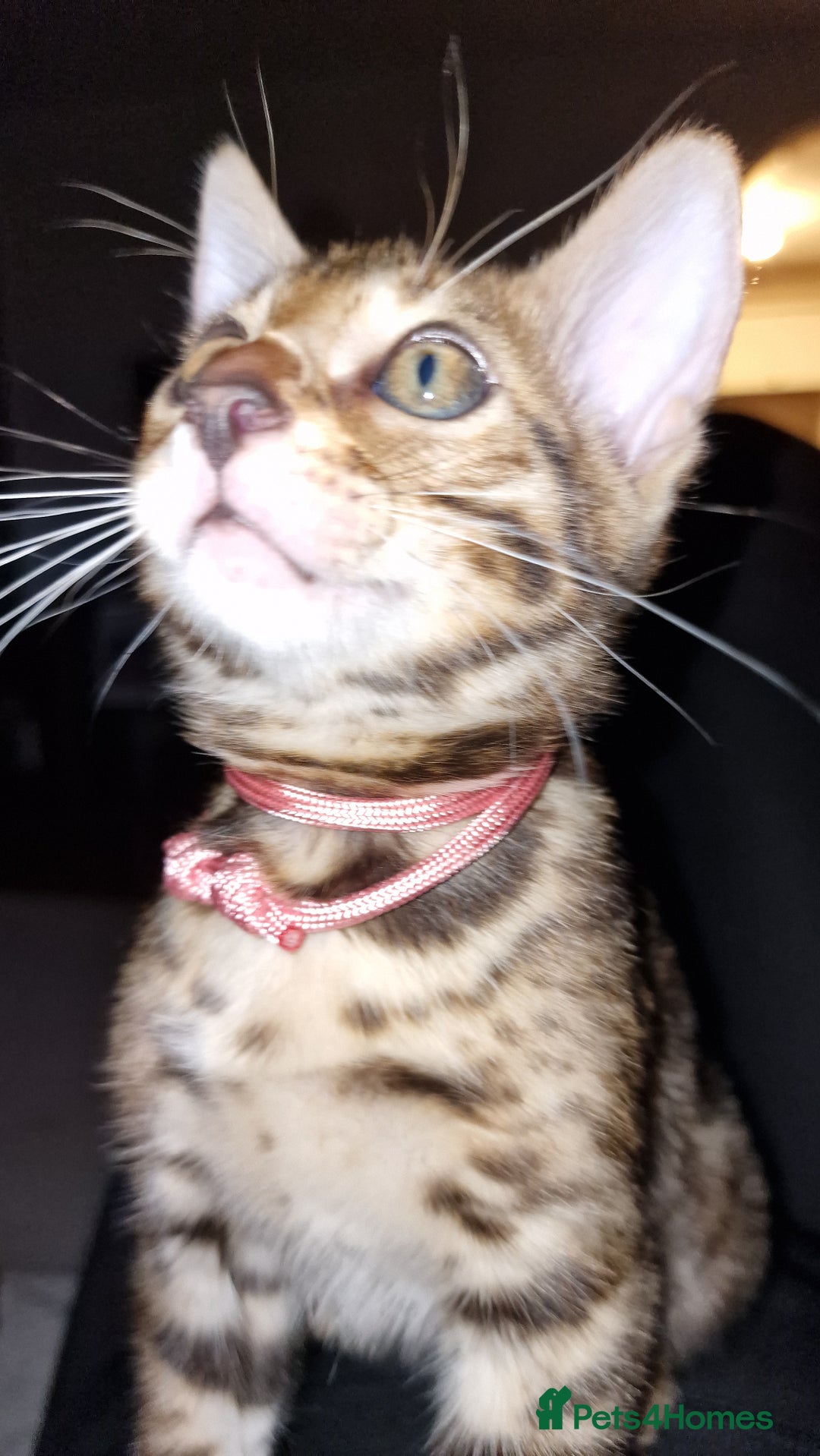Bengal cats for sale: 3 Gorgeous Bengals kittens 😻😻❤️❤️❤️ - Image 31