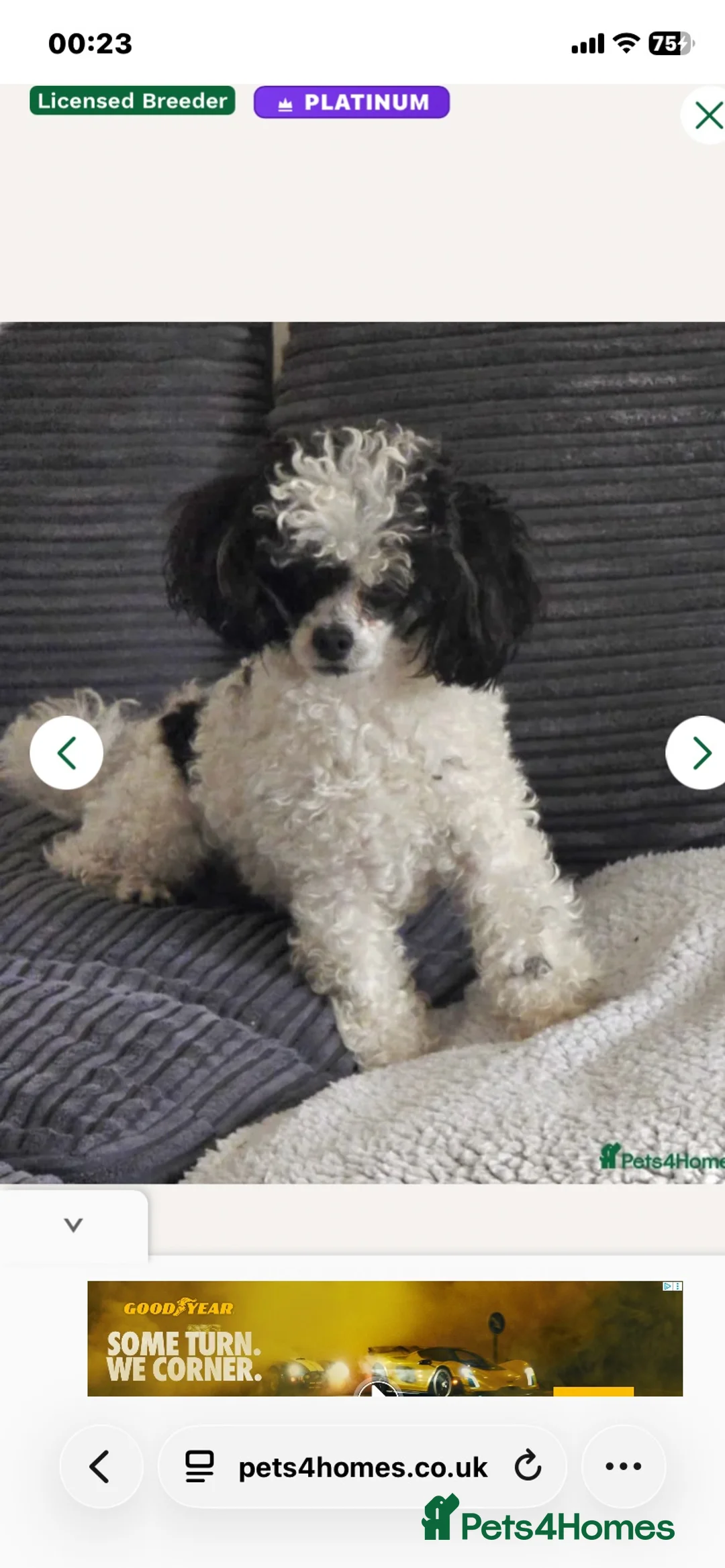 Cockapoo dogs for sale: F1b cockapoo 5 female 1 male - Advert 25