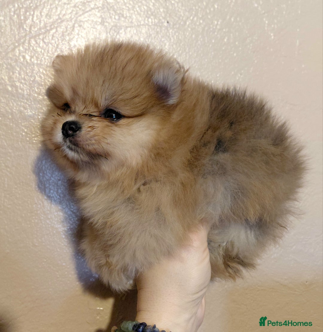Pomeranian dogs for sale: Pomeranian puppies  - Advert 25
