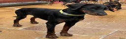 Dobermann dogs for sale: Male Dobermann Available  - Advert 1