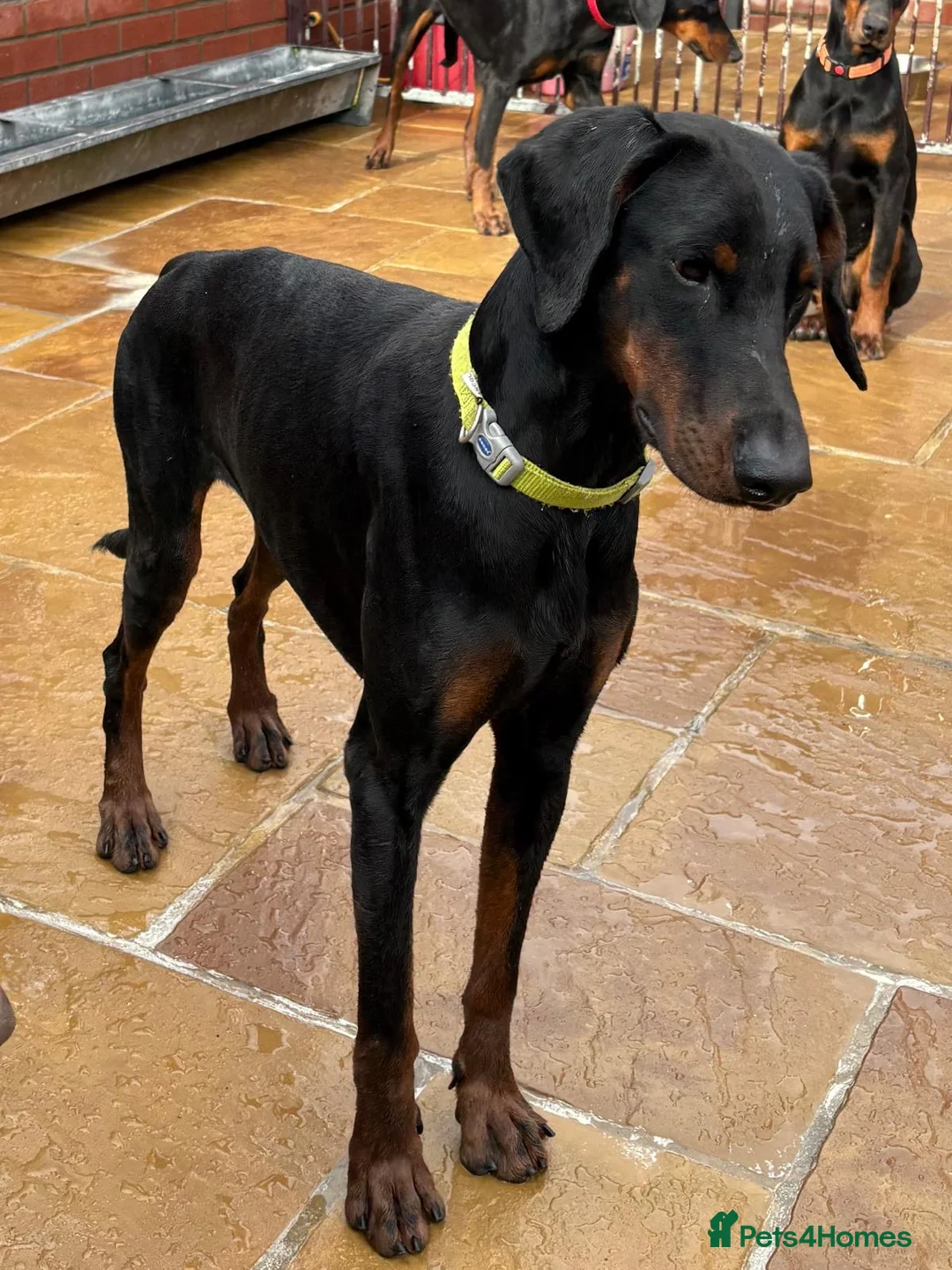 Dobermann dogs for sale: Male Dobermann Available  - Advert 1