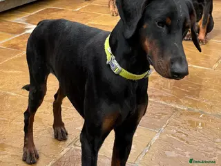 Dobermann dogs Male Dobermann Available - Advert 2