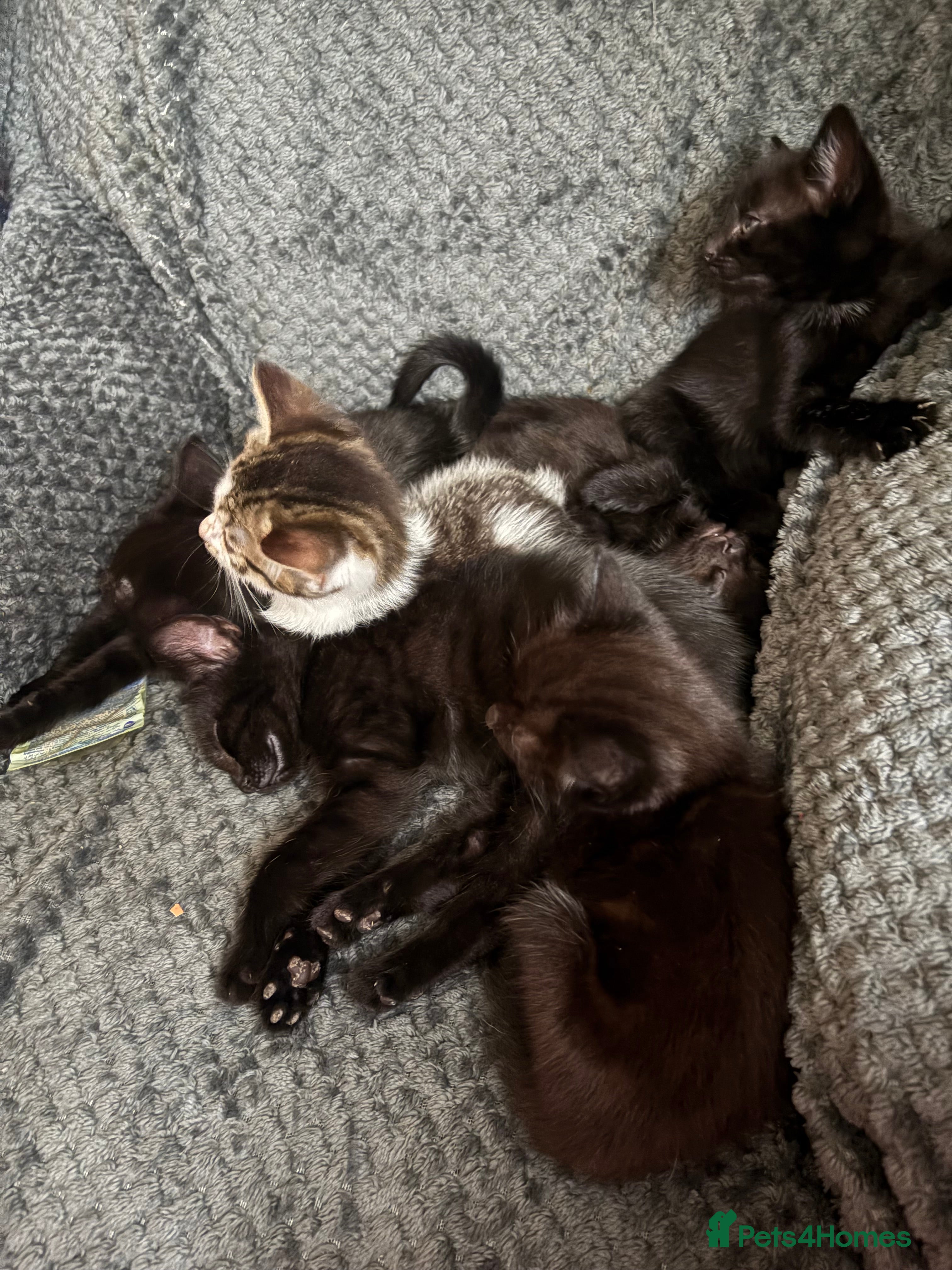 Mixed Breed cats Kittens  - Advert 2