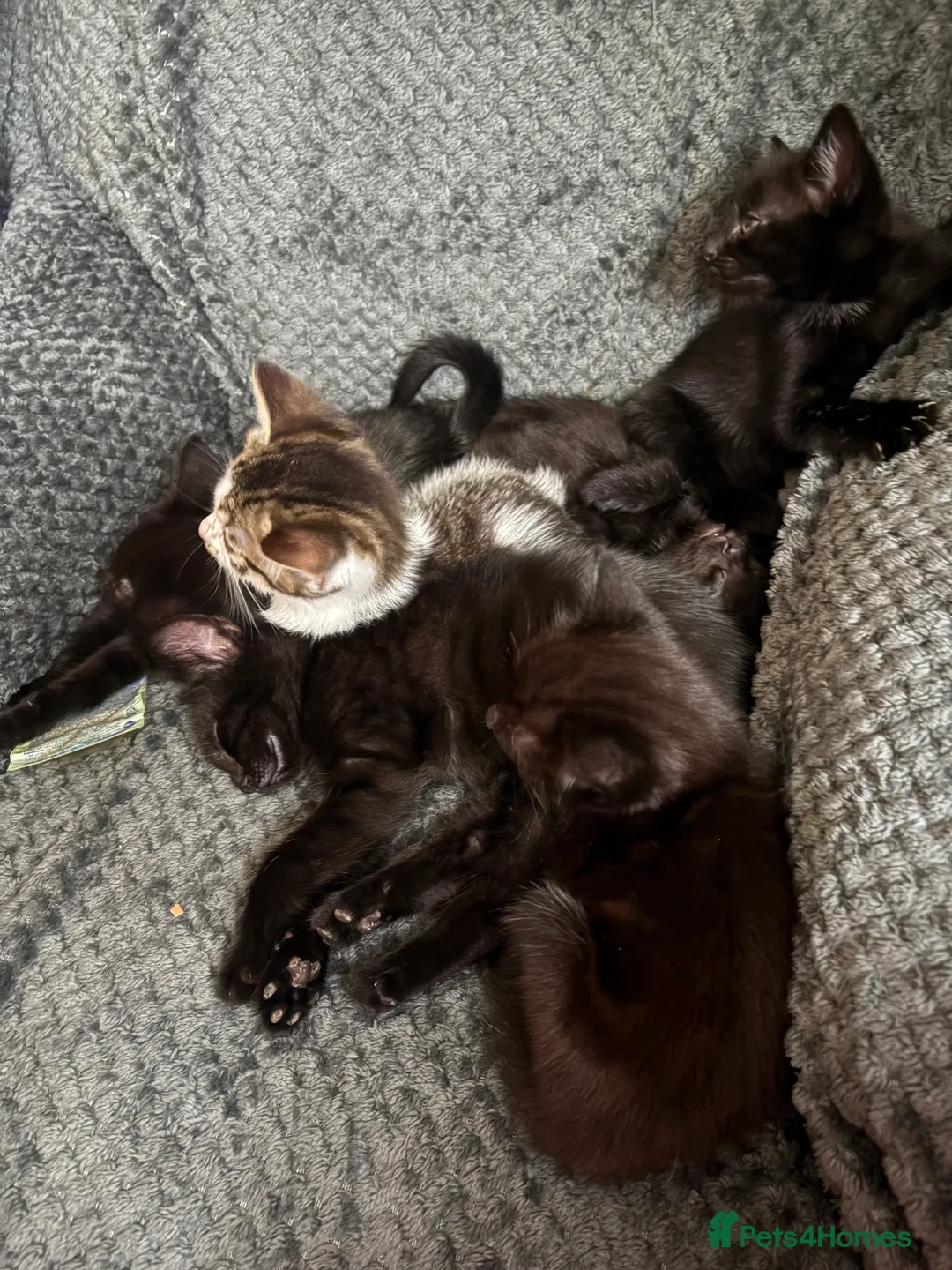 Mixed Breed cats for sale: Kittens  - Advert 1