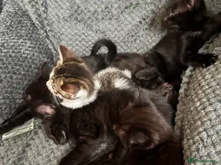 Mixed Breed cats Kittens - Advert 7