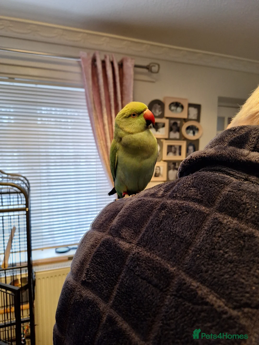 Ringnecks birds for sale: Indian ringneck - Advert 3