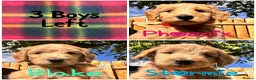 Australian Labradoodle dogs for sale: Super Top Quality Medium Australian Labradoodles - Advert 1