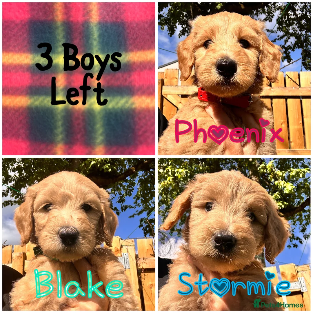 Australian Labradoodle dogs for sale: Super Top Quality Medium Australian Labradoodles - Advert 1