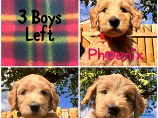 Australian Labradoodle dogs Super Top Quality Medium Australian Labradoodles - Advert 4