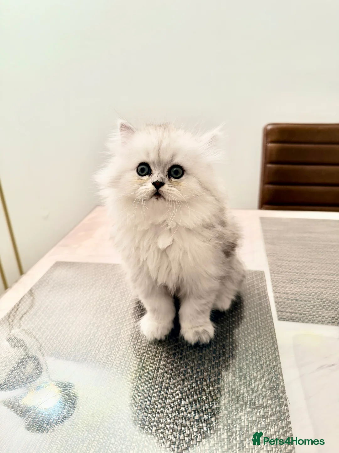 Persian cats for sale: 1 female Persian chinchilla  - Advert 5