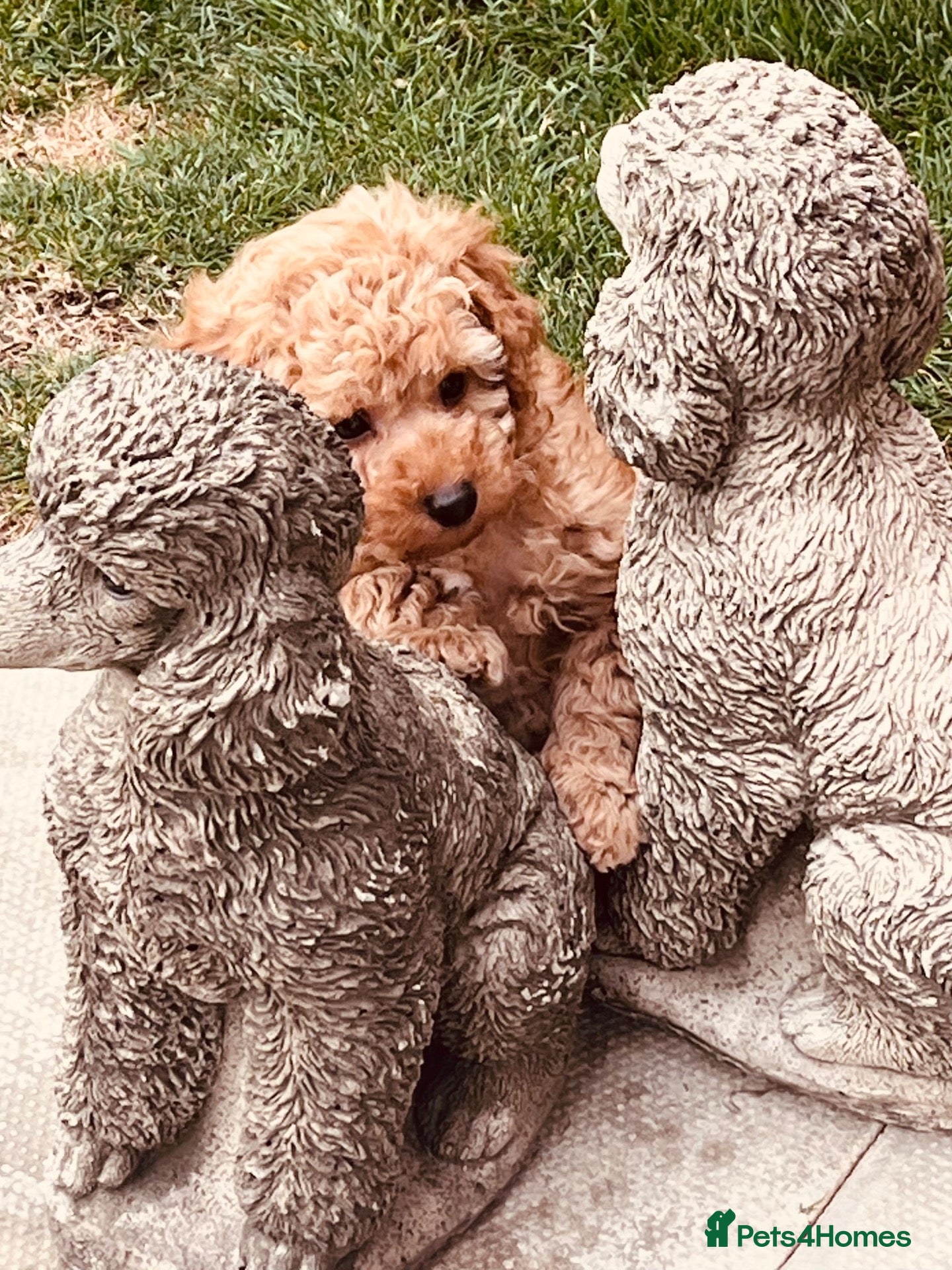 Toy Poodle dogs KC registered outstanding toy boys  - Advert 1