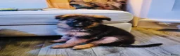 German Shepherd dogs for sale: Kc Registered Long Haired German Shepherd Puppies - Advert 4