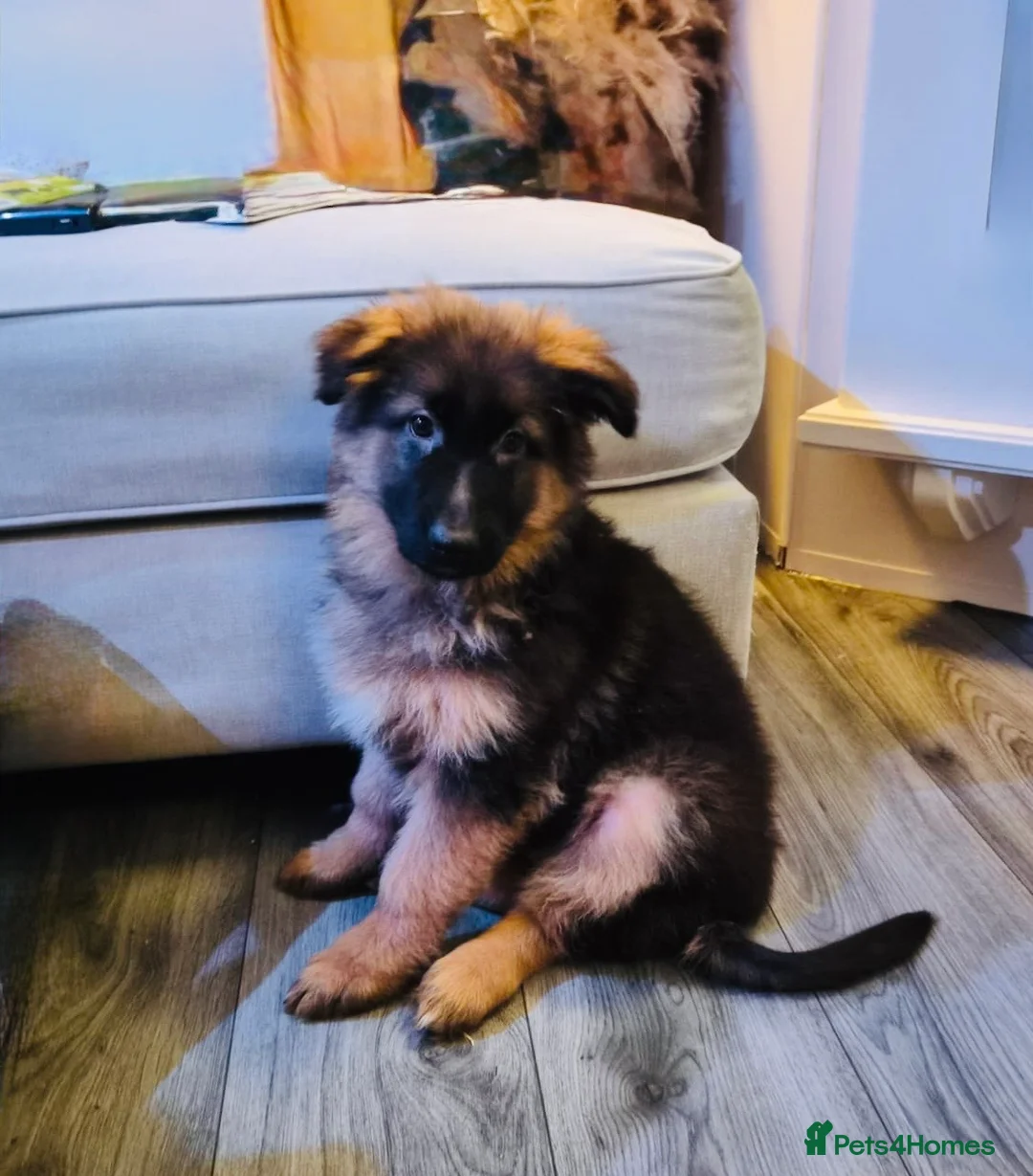 German Shepherd dogs for sale: Kc Registered Long Haired German Shepherd Puppies - Advert 4