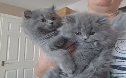 British Longhair cats for sale: british shorthair and shorthair males - Image 12