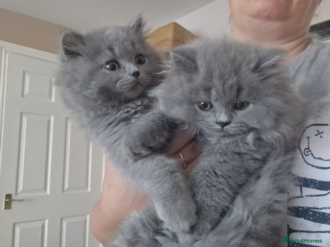 British Longhair cats for sale: british shorthair and shorthair males - Image 12