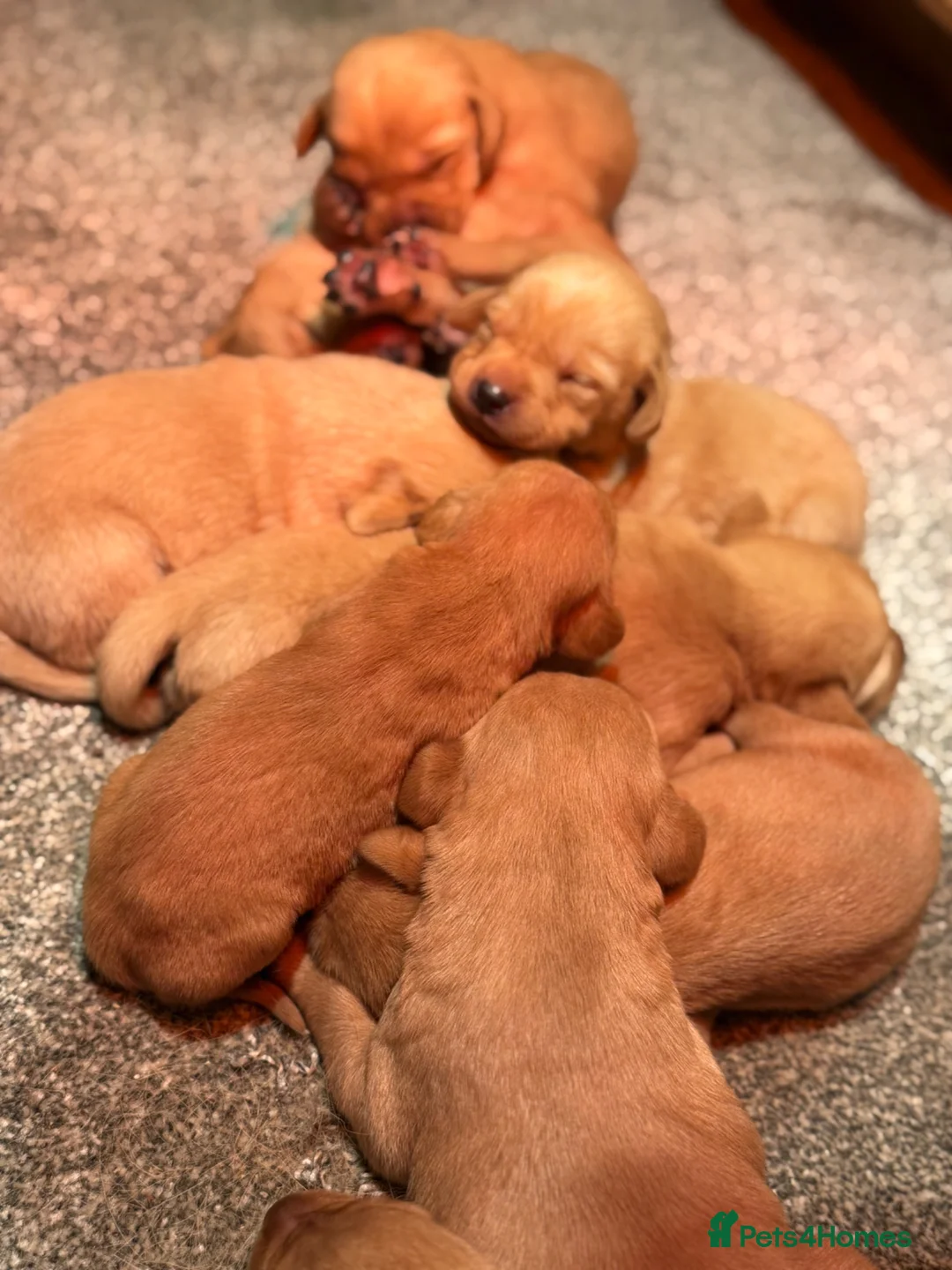 Labrador Retriever dogs for sale: KC REG - fox red Labrador puppies - Advert 5