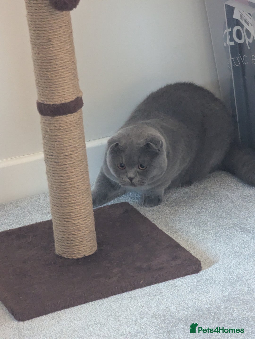 Scottish Fold cats for sale: Sweet Scottish Fold Boy - Advert 4