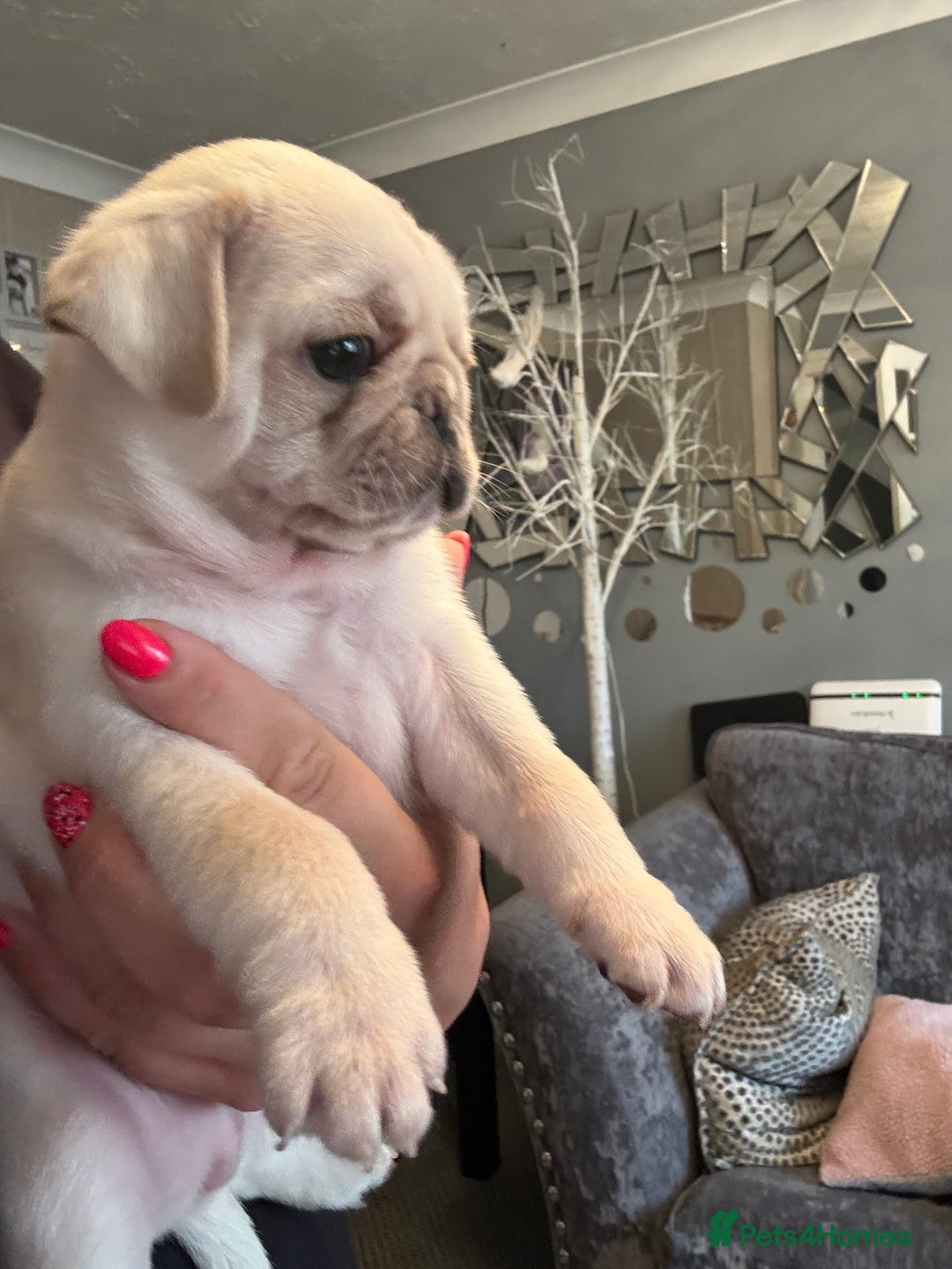 Pug dogs for sale: Beautiful Pug Puppies Male 10weeks old - Image 17