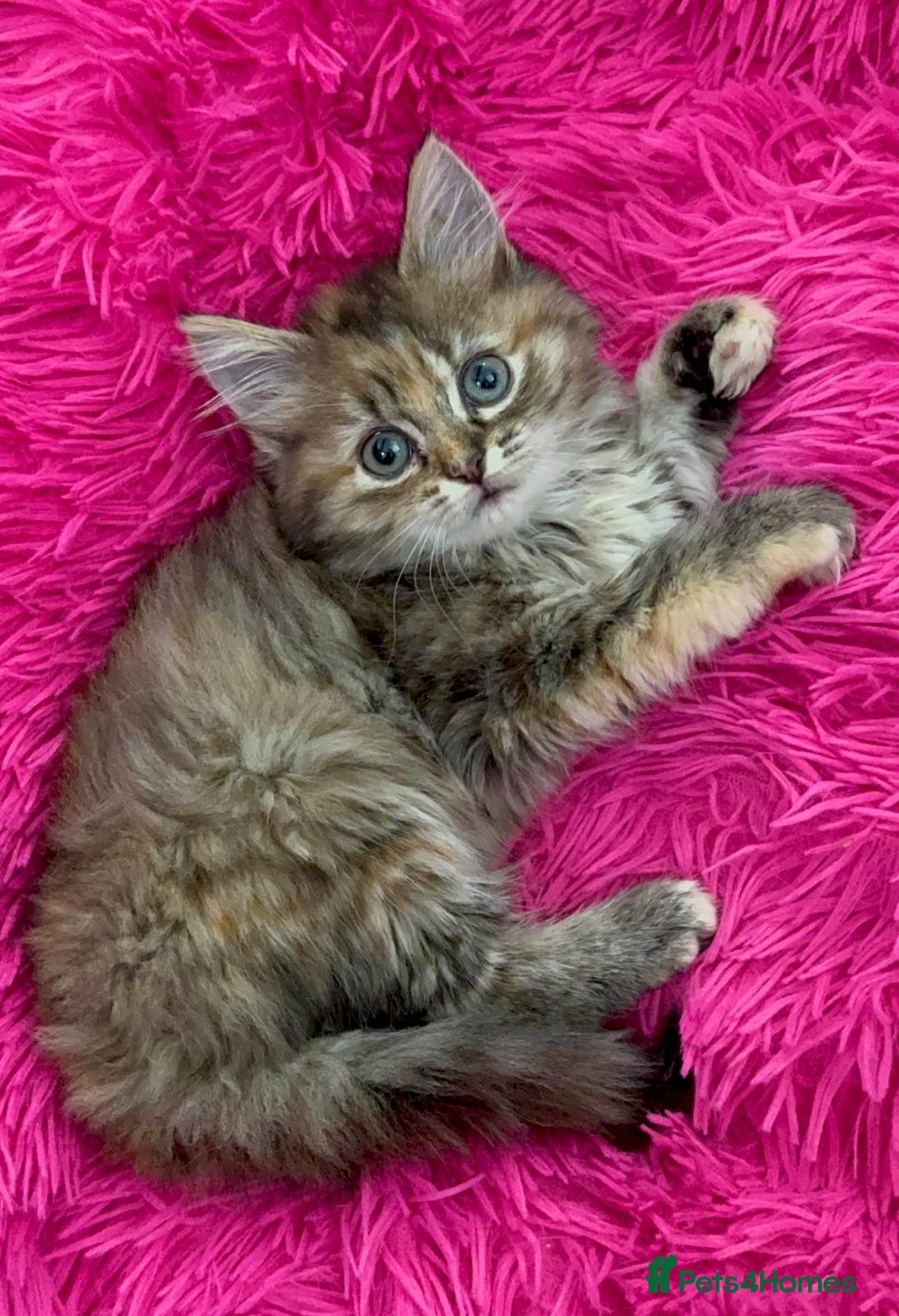 Mixed Breed cats for sale: GORGEOUS FLUFFY KITTENS - Advert 6