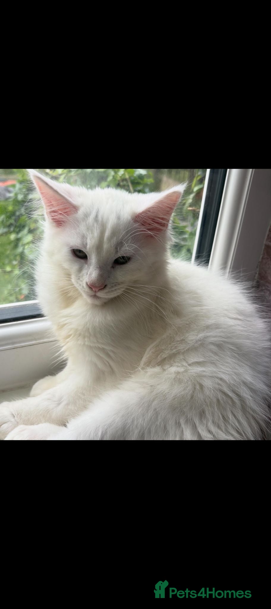 Maine Coon cats X1 white male maine coon kitten  - Advert 1