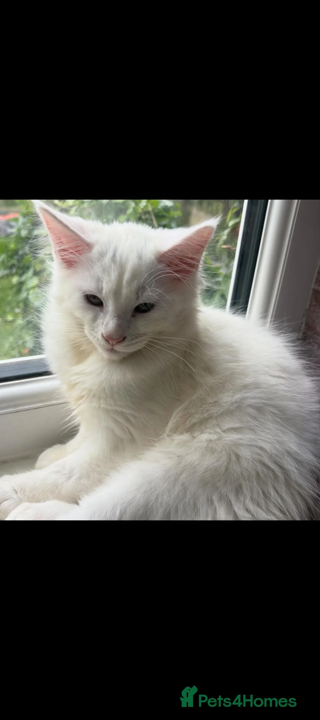 Maine Coon cats for sale: X1 white male maine coon kitten  - Advert 1