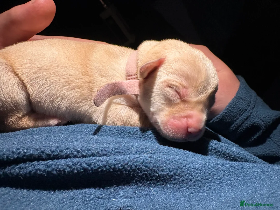 Labrador Retriever dogs for sale: Labrador Retriever Puppies 🐶  - Advert 20