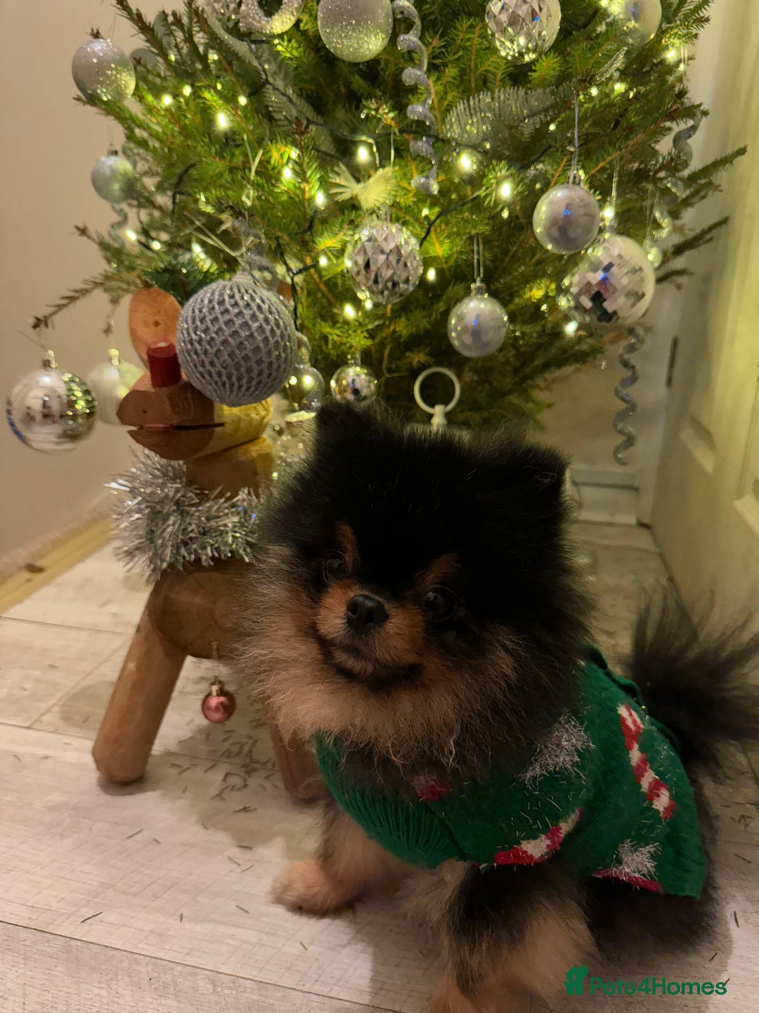 Pomeranian dogs for sale: *MINIATURE UNIQUE RARE tan toy Pomeranian boy 3yr* - Image 14