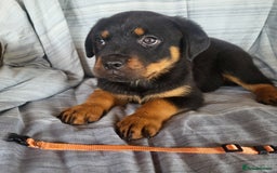 Rottweiler dogs for sale: Chunky Rottweiler Puppies  - Image 16