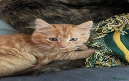 Munchkin cats for sale: Adorable Apricot-Marmalade Tabby Munchkin Male Kit - Image 16