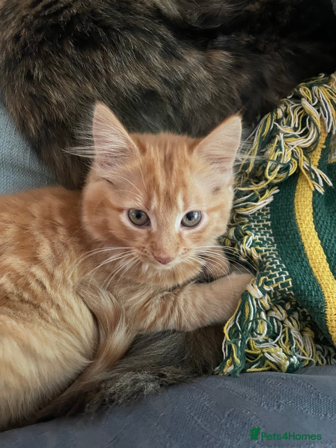 Munchkin cats for sale: Adorable Apricot-Marmalade Tabby Munchkin Male Kit - Image 16