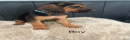 Bloodhound dogs for sale: Stunning bloodhound puppies  - Advert 4