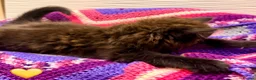 Mixed Breed cats for sale: 💖 MAINE COON X RAGDOLL *PARENTS HEALTH TESTED* 💖 - Advert 24