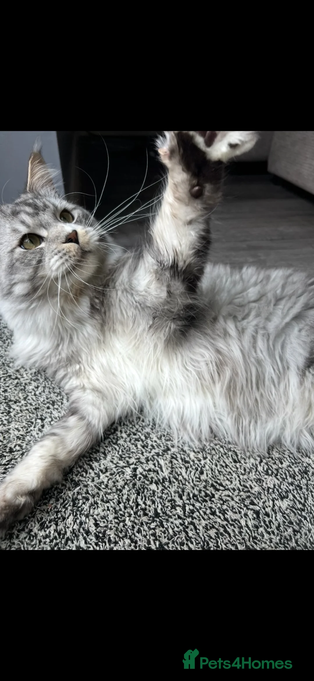 Maine Coon cats for sale: Our beautiful boy is for sale in Gainsborough - Advert 2