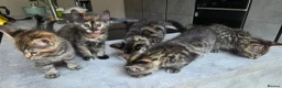 Mixed Breed cats for sale: 🐾 Beautiful Tabby Kittens Ready to Melt You Heart - Advert 3