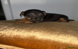Jack Russell dogs for sale: Jack Russel puppies for sale  - Image 32