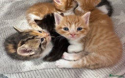 Persian cats for sale:  6 Persian kittens  - Image 3