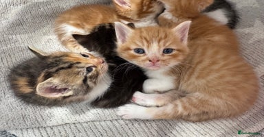 Persian cats - Advert 15
