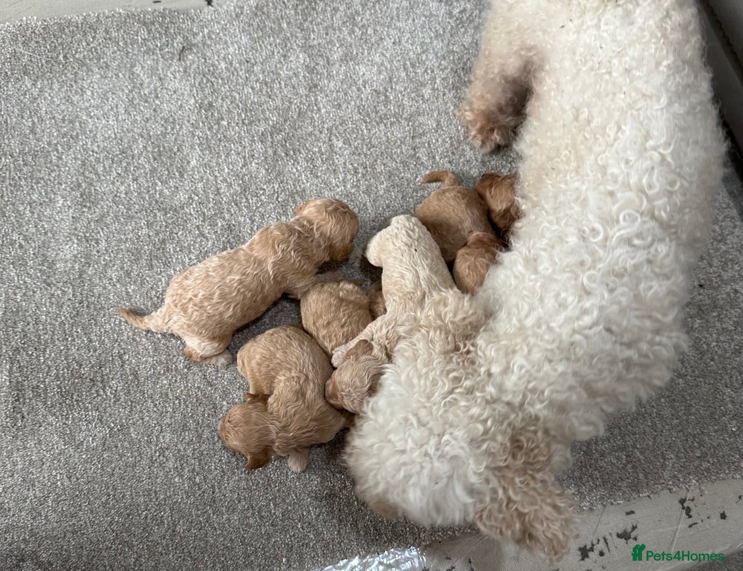 Poochon dogs for sale: F1 Poochon Puppies  - Image 6