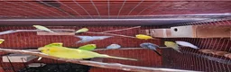 Budgerigars birds for sale: Budgies - Advert 19