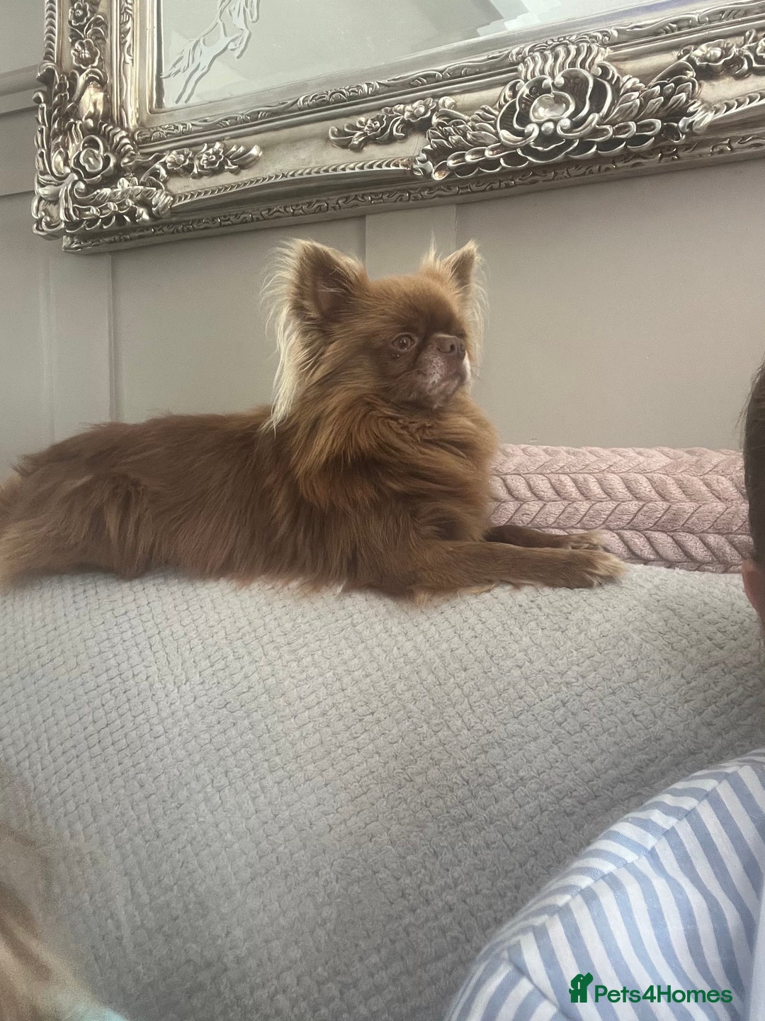 Chihuahua dogs for stud: KC registered russian blood line Chihuahua Stud in Stourbridge - Image 2