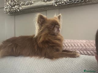 Chihuahua dogs KC Reg Chihuahua Stud in Stourbridge - Advert 4