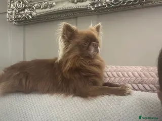 Chihuahua dogs KC Reg Chihuahua Stud in Stourbridge - Advert 4