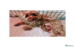Cavapoo dogs for sale: F1B Cavapoo puppies DUE 4 Aug.DNA hereditory clear - Image 13