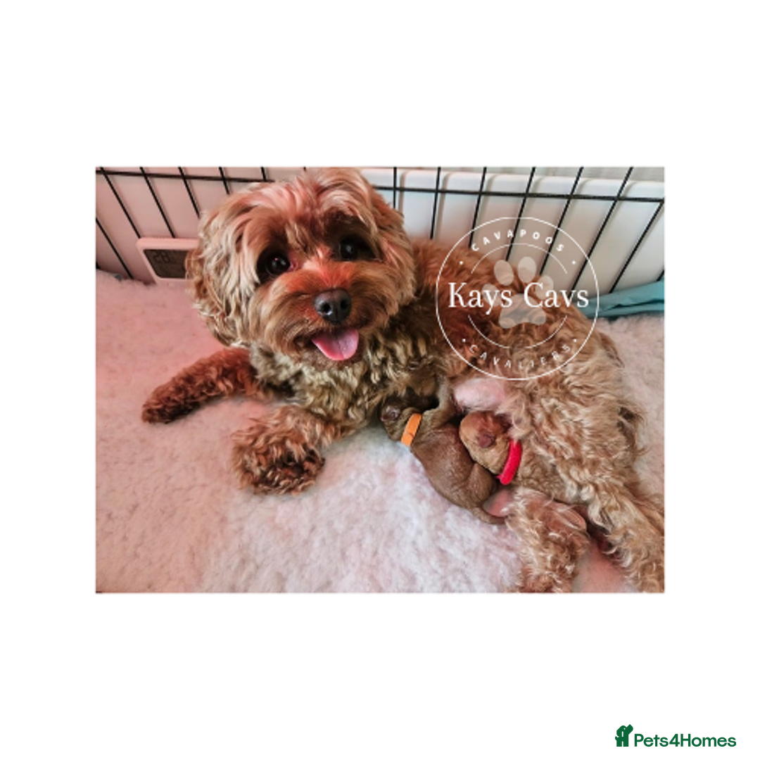 Cavapoo dogs for sale: F1B Cavapoo puppies DUE 4 Aug.DNA hereditory clear - Image 13