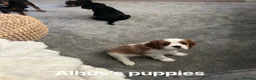 Cavalier King Charles Spaniel dogs for stud: KC Reg Health Tested Proven Cavalier King Charles  - Advert 10