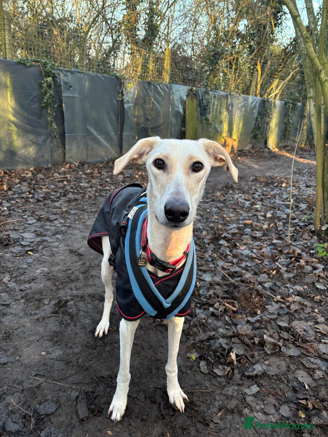 Lurcher dogs for adoption: Pirelli - Advert 1