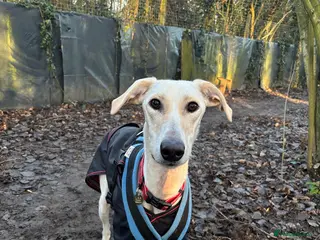 Lurcher dogs Pirelli - Advert 1