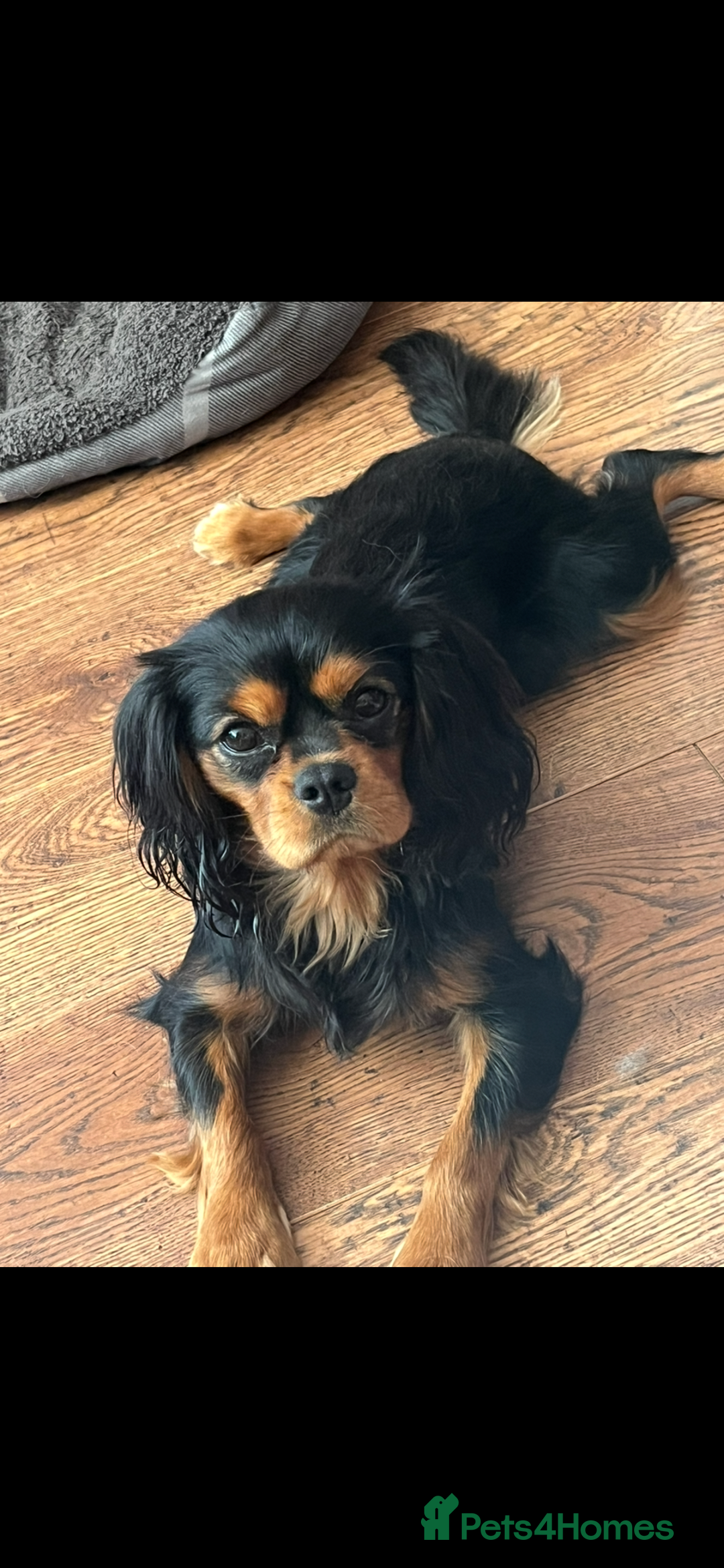 Cavalier King Charles Spaniel dogs for stud: Black/tan boy for stud - Advert 5