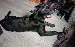 Mixed Breed dogs for sale: Lab x Bernese Mt Dog for a forever home - Image 2